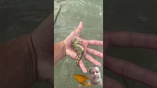 Horse fish seabeasts fish short video subscribe Green screen youtube Thanks [upl. by Bubalo]