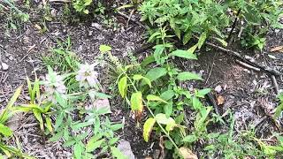 Native PlantsSpotted Bee Balm [upl. by Millda]