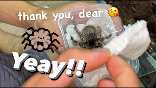 My Girlfriend brought me her Tarantulas [upl. by Harbert]