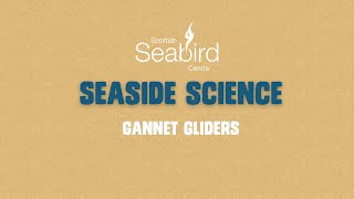 Seaside Science Gannet Gliders [upl. by Anaig145]