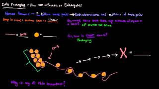 DNA Packaging [upl. by Wilkie]