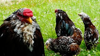 Orloff Hühner  Alte Nutztierrassen Folge 108  das Russische Nationalhuhn Zucht russian chickens [upl. by Imoan]