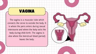 Female Reproductive System Anatomy Function and Hormonal Regulation [upl. by Isdnil239]