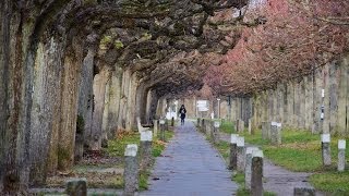 Travemünde Kaiserallee Fußweg Linden  Full HD 1080p Videobild [upl. by Mady800]