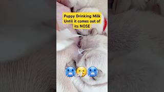 Heartwarm Moment ♥️♥️ Puppy so Excited drinking milk that it comes out of its nose shorts puppy [upl. by Minton]