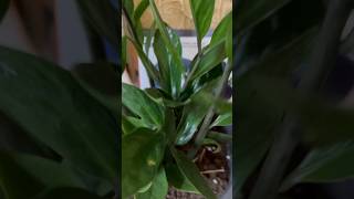 Zz plants 🌱 planting plant lover gardening [upl. by Rocky]