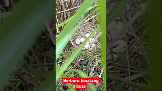 PENAMPAKAN telur binatang buas memes funny shorts [upl. by Castera]