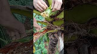 COCONUT WINE MAKING PROCESS12 coconuttoddy amazingskills tuak [upl. by Petty]