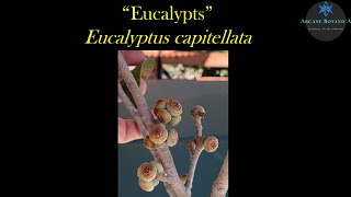 Eucalyptus ID  Eucalyptus capitellata Brown Stringybark [upl. by Leamaj]