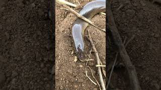 Sundevalls writhing Skink naturephotography naturephotographer naturelovers naturerelax4k [upl. by Nosrak]