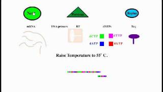 Reverse Transcriptase PCR [upl. by Plunkett488]