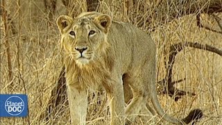 Asiatic Lion vs African Lion [upl. by Ibbor7]