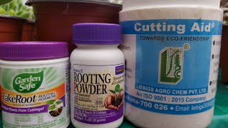 which rooting hormone to use for cuttingswhich is the best rooting powder [upl. by Caleb]