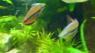 Melanotaenia trifasciataGoyder river shows [upl. by Yreved]