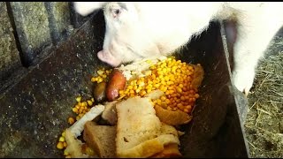 🔊 Mini pig is eating slop lunch cerdos comiendo  सुअर खाता है [upl. by Kristi753]