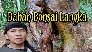 mengenal bahan bosai yang belum banyak di bonsai di pencinta bonsai [upl. by Arihaz]