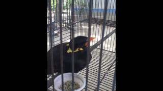 The most wonderful bird Mynah Talking Clearly in Bangla [upl. by Aieken]