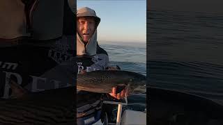 Graceful catch amp release 😂 fishing catchandrelease tuna fishingvideo fishinglife fishingtips [upl. by Sarita]