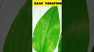 Leaf venation and its types inhindi activity education viral youtuber subscribers shorts [upl. by Alleber]