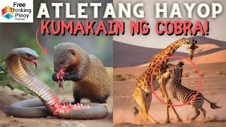 MONGOOSE LABAN SA COBRA Athletic Animals Sports Part 3 [upl. by Fennie]