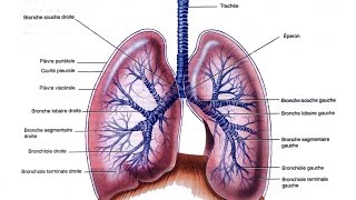 Appareil Respiratoire explication des organes clés [upl. by Novat]