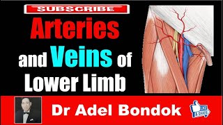 Arteries and Veins of the Lower Limb Dr Adel Bondok [upl. by Nodaj]