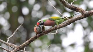 Redbreasted Parakeets [upl. by Diego133]