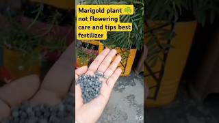 marigold plant ☘️ not flowering  care and tipsgardenideas [upl. by Conall]