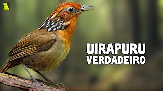 O CANTO UIRAPURU VERDADEIRO O Mais LINDO que Você Já Viu [upl. by Edana400]