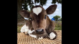 Cows Are Beautiful amp Make Great Pets [upl. by Angelle765]