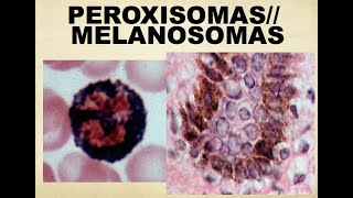 HISTO TIPS PEROXISOMAS MELANOSOMAS Y ENDOSOMAS [upl. by Nallad]