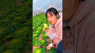 Fresh Green Bok Choy Harvest from Farm  Amazing Fresh Vegetables shorts satisfying [upl. by Eldwun581]