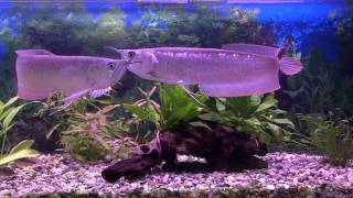 arowana silver osteoglossum bicirrhosum [upl. by Maurey]