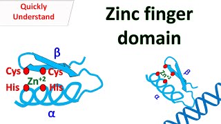 Zinc finger motif [upl. by Weingarten998]