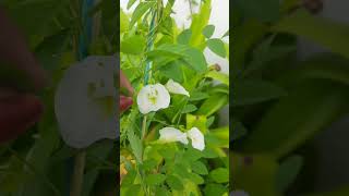 aprajita plant care tips secret plant lover gardening [upl. by Neelia]