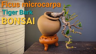 Repotting Mini Ficus Tiger Bark Bonsai Ficus microcarpa ficus bonsai [upl. by Ellivnarg]