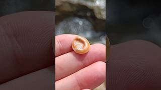 Stunning Orange and White Seashell Operculum Found 🌊 Unique Beach Discovery [upl. by Markland]