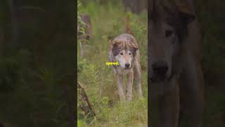 Wolf vs Dingo Who’s the Ultimate Predator [upl. by Glenna]