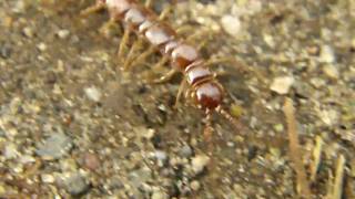 Wij drewniak Lithobius forficatus [upl. by Concoff]