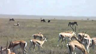 Serengeti Great Migration Grants Gazelles and Thomson Gazelles [upl. by Nimocks6]