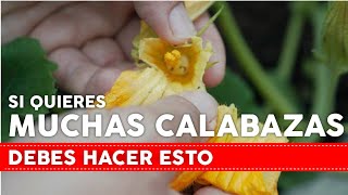 SI QUIERES MUCHAS CALABAZAS DEBES HACER ESTO [upl. by Vernice]