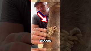 Extremely satisfying horse chestnut removal 😱 shorts oddlysatisfying [upl. by Laflam]