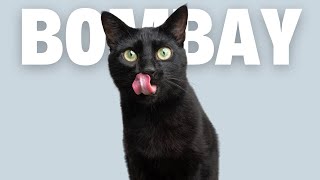 10 Most Surprising Bombay Cat Facts [upl. by Bobbi]