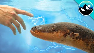 Shocked by an Electric Eel [upl. by Malley]