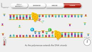 Animated PCR Real Time qPCR procedure [upl. by Kolnos]