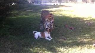 Tiger vs Jack Russel  A close encounter [upl. by Leilah438]