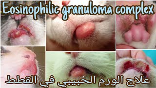 علاج الورم الحبيبي في القططورم الفم في القطط Treatment of eosinophilic granuloma complex in cats [upl. by Idnim]