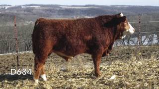 2017 Brink Fleckvieh Bull Sale Lots 684 6101 [upl. by Yci]