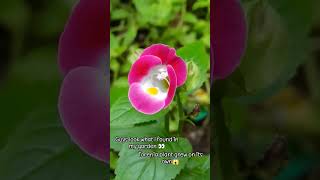 Pink torenia plant grew on its own in my garden 😱shorts torenia beautiful [upl. by Ormand212]