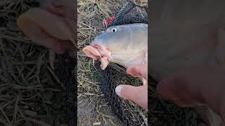 Crap mutilat de un fir de pescuit pescuit crap spinning Fishing carp [upl. by Hulda]